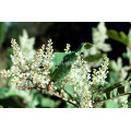 De gros!! Resvératrol (Polygonum cuspidatum) en vrac, 20% -98%